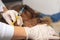 Veterinarian is preparing give an injection to a dog. veterinary ambulance for sick animals. rabies vaccine close-up