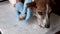 Veterinarian provides medical assistance to a dog. Putting a bandage on a paw.