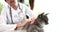 Veterinarian puts gray cat at reception in veterinary clinic