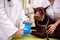 Veterinarian putting bandage on dog sick leg at pet office close