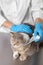 Veterinarian putting bandage on ear of cute scottish straight cat at grey table, closeup