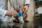 Veterinarian putting bandage on paw of a dog in a clinics