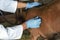 Veterinarian`s Hands Examining a Goat With Stethoscope at Goat Farm