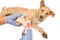 Veterinarian\'s hands wrapping a bandage on the puppy\'s leg