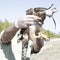 Veterinarian showing a young goshawk (Accipiter gentilis)