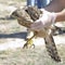 Veterinarian showing a young goshawk (Accipiter gentilis)