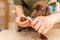 Veterinarian specialist holding puppy labrador dog, process of cutting dog claw nails of a small breed dog with a nail clipper