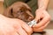 Veterinarian specialist holding puppy labrador dog, process of cutting dog claw nails of a small breed dog with a nail clipper