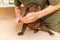Veterinarian specialist holding puppy labrador dog, process of cutting dog claw nails of a small breed dog with a nail clipper