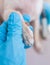 Veterinarian specialist holding tiny white dog, process of cutting dog claw nails of a small breed dog with a nail clipper tool,