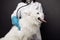 Veterinarian with stethoscope cheks the white dog on table in vet clinic. Pet care theme