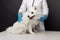 Veterinarian with stethoscope cheks the white dog on veterinary table