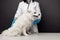 Veterinarian with stethoscope cheks the white dog on veterinary table on grey background