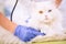 Veterinarian with stethoscope examining white persian cat at off