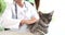 Veterinarian strokes gray beautiful cat in veterinary clinic