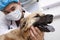 Veterinarian in surgical mask with dog in examination room