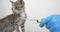 veterinarian with a syringe plays with a small gray kitten, the little cat is afraid of an injection and fights off the