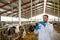 Veterinarian with syringe vaccinating cows on farm