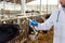 Veterinarian with syringe vaccinating cows on farm