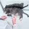A veterinarian takes pictures of a sick cat on the phone in a veterinary clinic