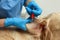 Veterinarian taking ticks off dog on blurred background, closeup