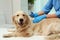 Veterinarian taking ticks off dog indoors, closeup