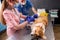 Veterinarian team bandages the paw of a sick Corgi dog