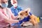 Veterinarian team bandages the paw of a sick Corgi dog