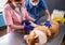 Veterinarian team bandages the paw of a sick Corgi dog