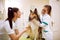 Veterinarian team with dog at pet ambulance