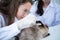 Veterinarian treating sick rabbits He is giving the young bunnies the attention they need to be well