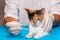 A veterinarian treats a kitten for ringworm. with cotton swabs, the doctor applies ointment to the wounds.