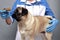 veterinarian treats a pug dog after ingestion with a dog treat  reward for good behavior  care and prevention of teeth