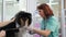 Veterinarian Trimming Claws of Collie in Clinic