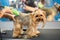 Veterinarian trimming a yorkshire terrier with a hair clipper in a veterinary clinic. Female groomer haircut Yorkshire