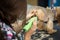 Veterinarian trimming a yorkshire terrier with a hair clipper in a veterinary clinic. Female groomer haircut Yorkshire