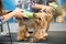 Veterinarian trimming a yorkshire terrier with a hair clipper in a veterinary clinic. Female groomer haircut Yorkshire