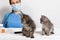 The veterinarian and two small kittens in the doctor's office. Kittens look at the doctor. Veterinary clinic.