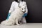 Veterinarian in uniform cheks the dog on veterinary table on grey background