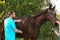 Veterinarian in uniform examining beautiful brown horse