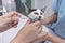 A veterinarian uses an oral syringe to administer liquid dewormer to a kitten. Deworming service at a veterinary clinic