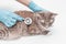 Veterinarian uses a stethoscope to analyze the cats heart rate and make a diagnosis. The concept of the health of your pet and