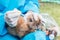 The veterinarian using eye drops for treatment a rabbit