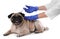 Veterinarian vaccinating cute pug dog on white background, closeup