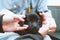 Veterinarian and volunteer holding cute black scared puppy in shelter