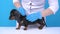 Veterinarian in white coat and blue rubber gloves checking the fur of little black and tan puppy dachshund, standing on