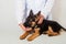 Veterinarian in a white coat feeds a puppy of a German shepherd, gives medicine