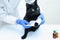 Veterinarian in a white coat and sterile gloves bandages the paw of a black cat.