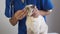 Veterinarian wipe the nose with a cotton pad. Treatment of nose infection snuffle and rheum domestic cat in a veterinary