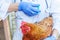 Veterinarian woman with syringe holding and injecting chicken on ranch background. Hen in vet hands for vaccination in natural eco